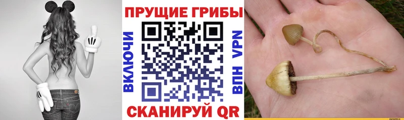 Псилоцибиновые грибы MAGIC MUSHROOMS  где продают наркотики  Староминская 